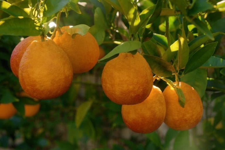 Citrus Growing Mistakes: How to Avoid Them featured image