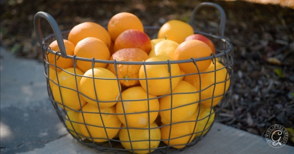 Neglecting to Harvest Fruit