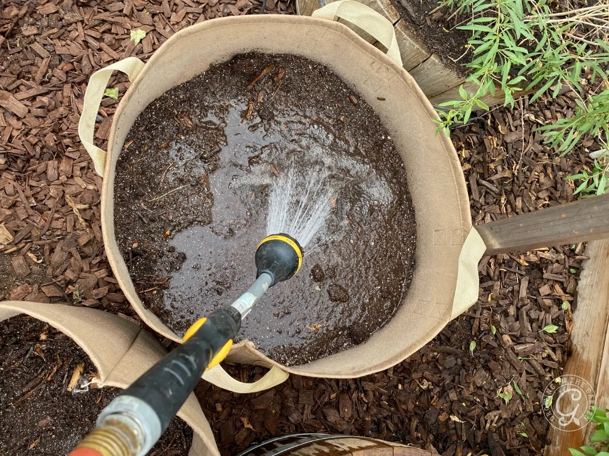 Watering soil in a fabric planter with a garden hose nozzle, surrounded by mulch and plants—perfect for anyone gardening in grow bags.