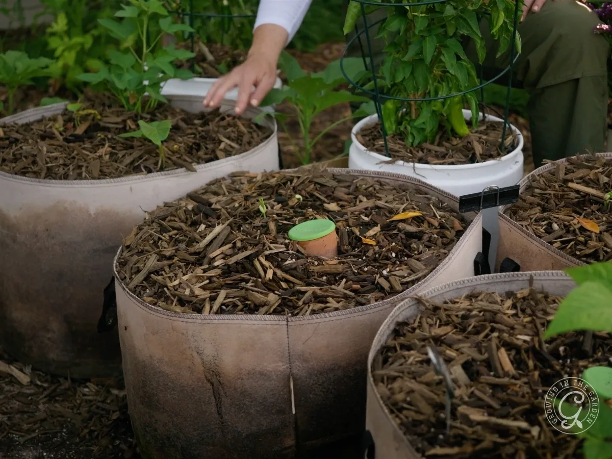 Four fabric grow bags filled with mulched soil and thriving green plants, perfect for gardening in grow bags, with a person's hand reaching toward one bag.
