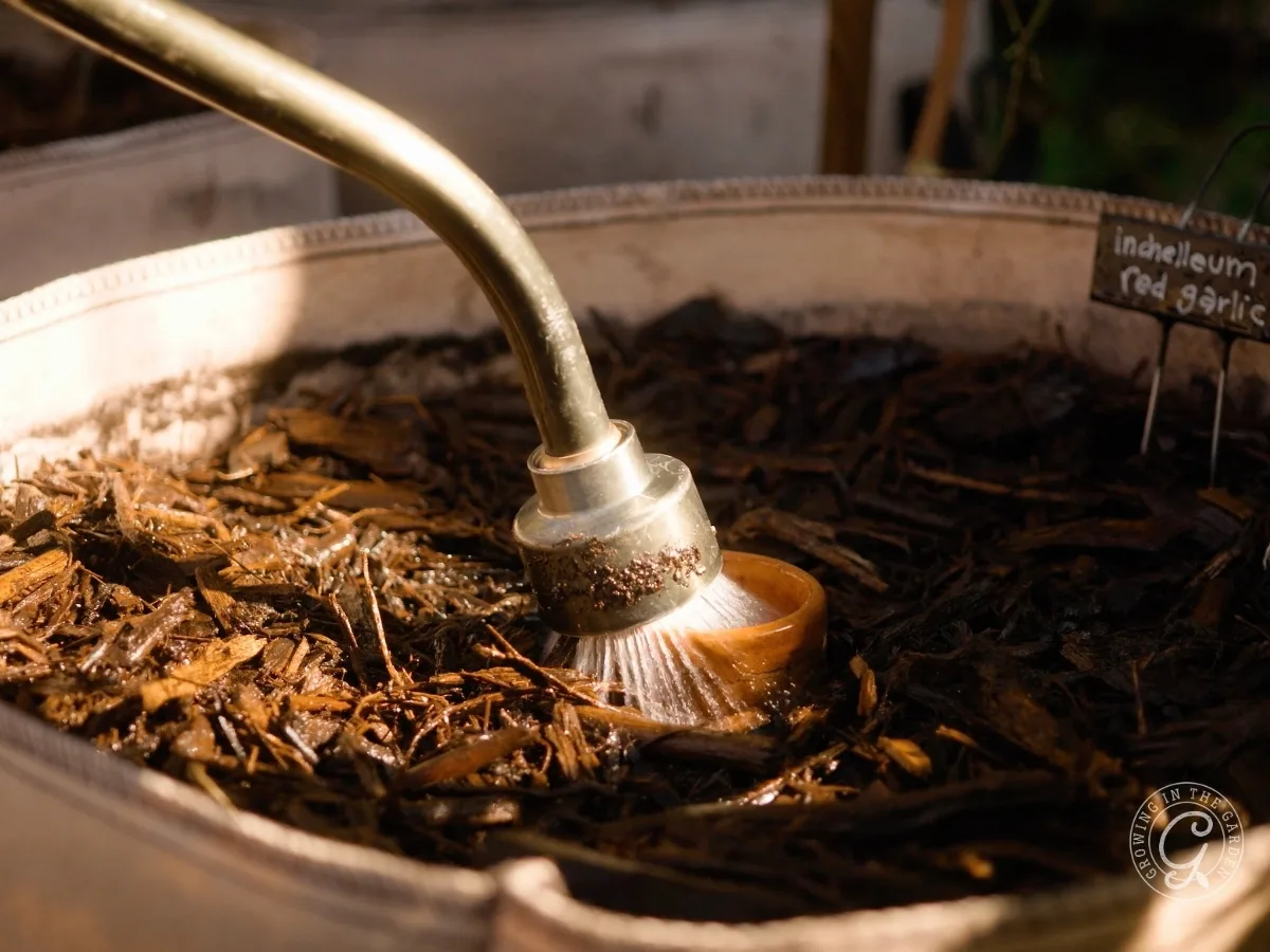 A watering can sprinkles water onto mulch in a garden bed labeled red garlic in sunlight, showcasing the benefits of gardening in grow bags.