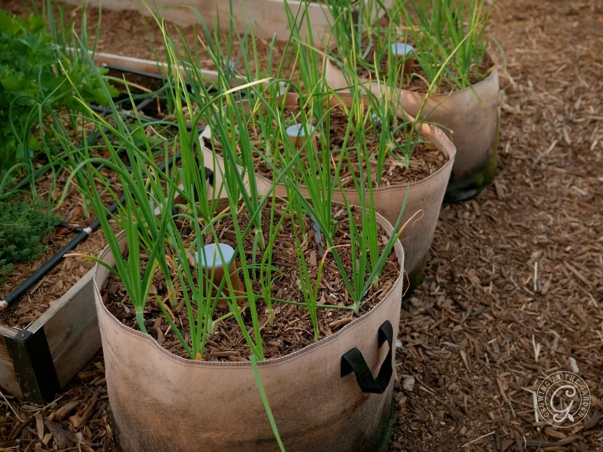 Green onions growing in fabric garden bags filled with soil and mulch, perfect for gardening in grow bags, placed on a wood-chip ground.