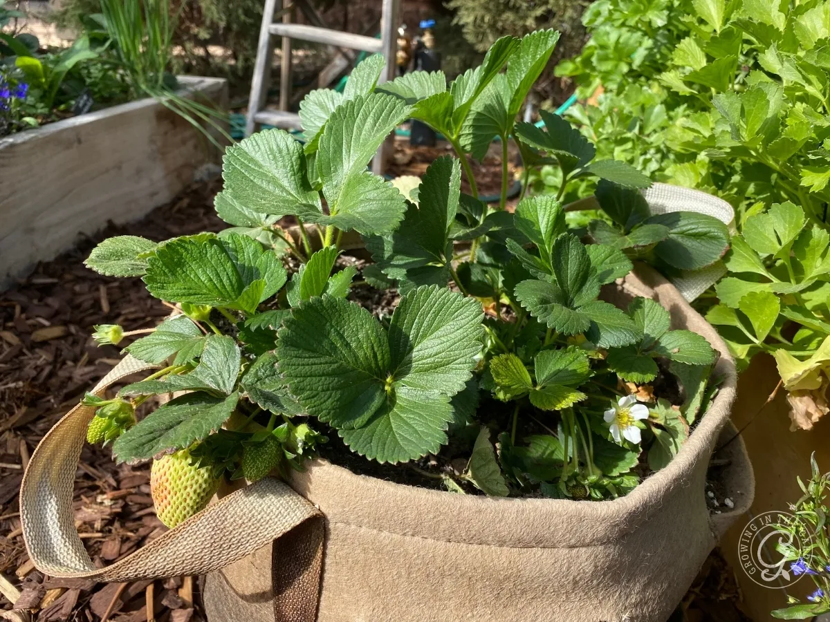Strawberry plants with green leaves and white flowers thrive in a sunny garden, showcasing the benefits of gardening in grow bags.