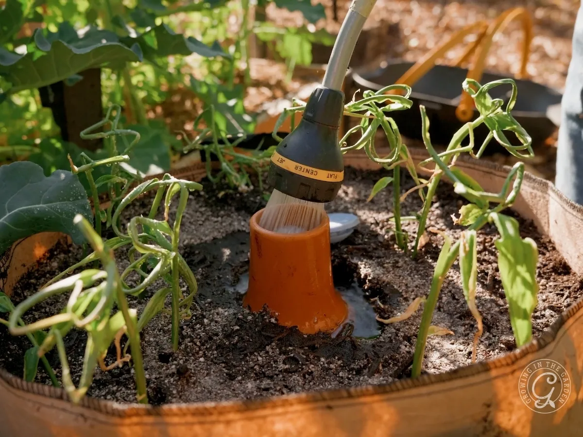 A garden hose waters an olla in a raised bed surrounded by young, curly-leaved plants&mdash;perfect inspiration for gardening in grow bags or traditional beds alike.