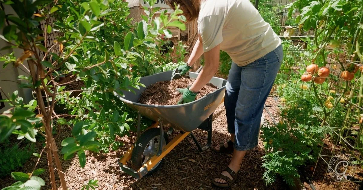 Wearing gloves, a person spreads mulch from a wheelbarrow in a lush, green garden with various plants—an essential step in mulching your garden for healthier growth.