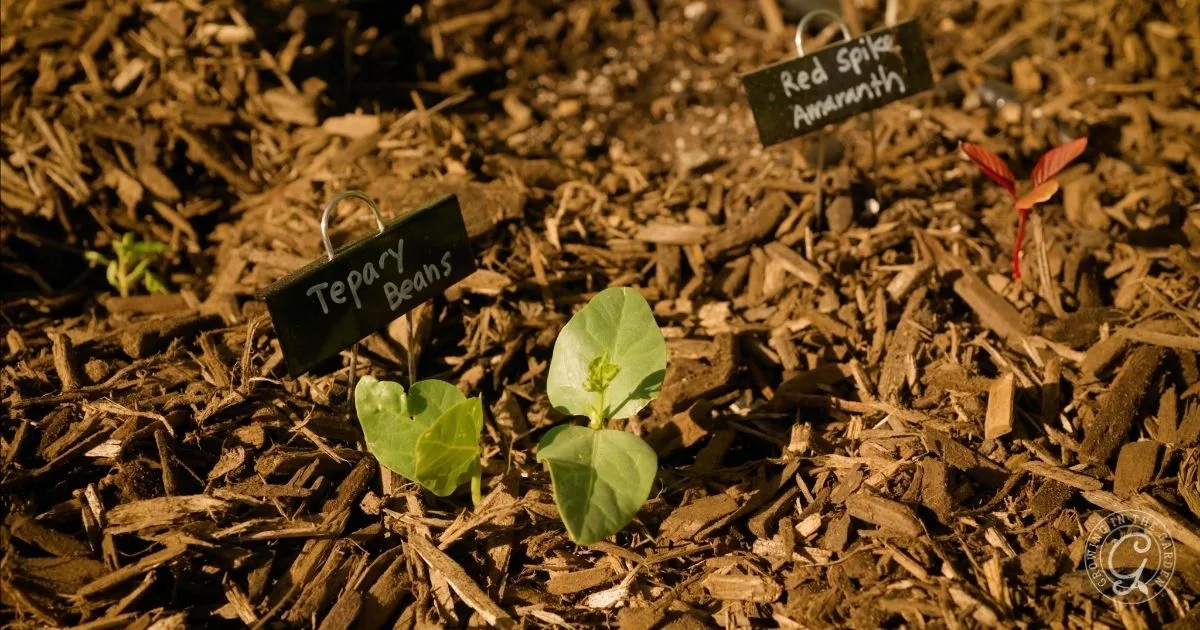 Young seedlings labeled Tepary Beans and Red Spil Amaranth thrive in mulch-covered soil, showing the benefits of mulching your garden under sunlight.