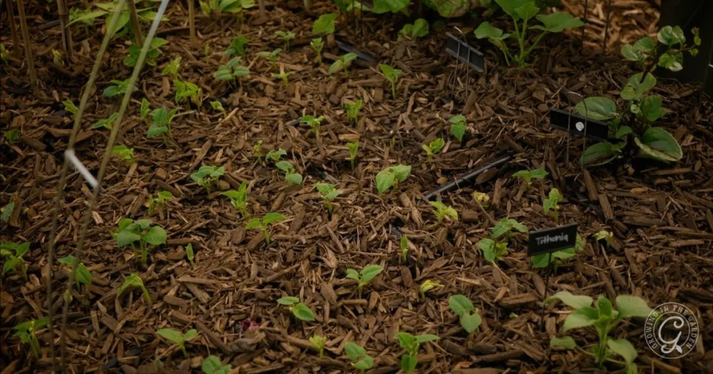 Small green seedlings sprout in mulch-covered soil with plant labels, showing the benefits of mulching your garden in this tidy garden bed.