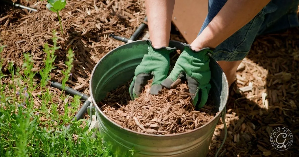 Wearing green gloves, a person pours wood mulch from a metal bucket onto a garden bed, expertly mulching your garden outdoors.