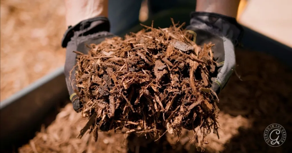 Gloved hands holding a large pile of brown mulch or wood chips, perfect for mulching your garden.