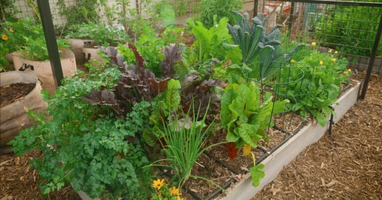 Raised garden bed with various leafy greens, herbs, and flowers growing densely together.