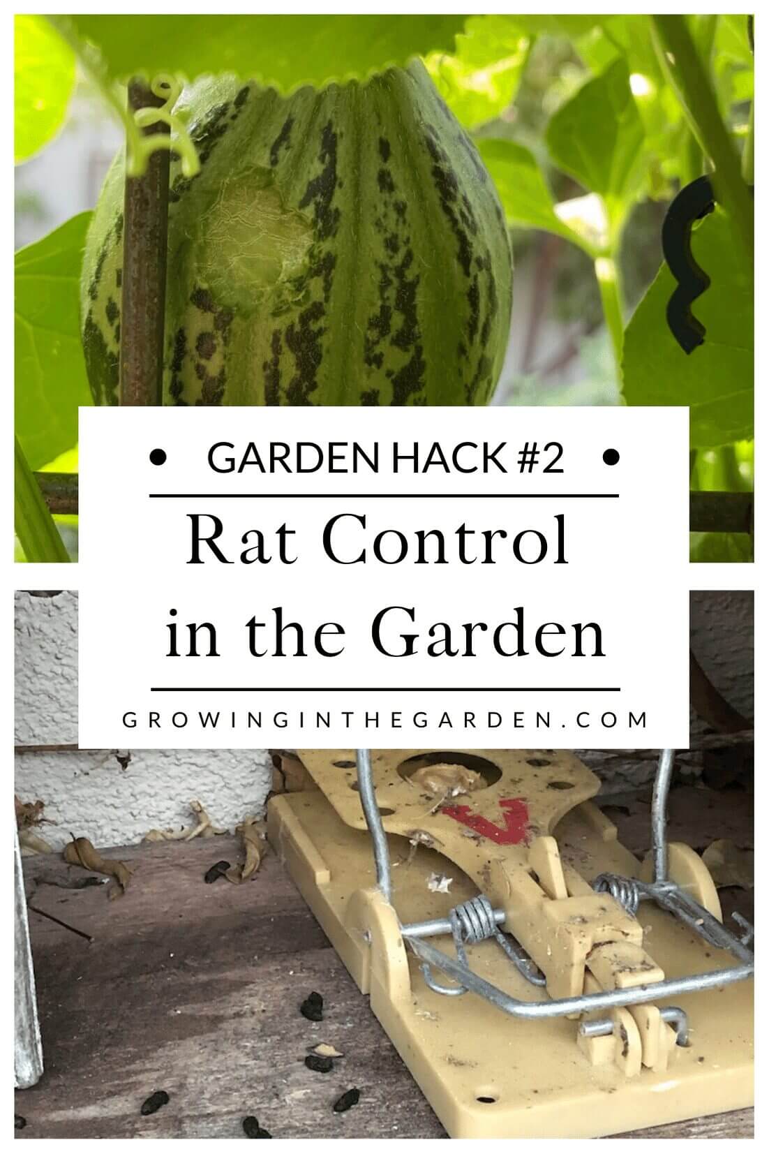 How to get rid of rats in the garden