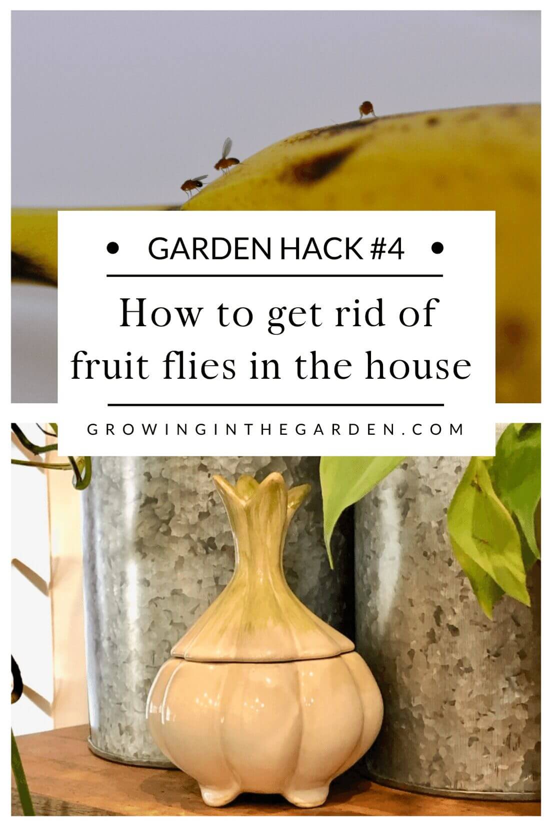 Pest Control Hack #4: How to get rid of fruit flies in the house
