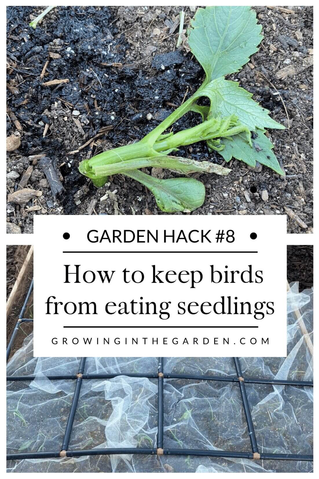 Pest Control Hack #8: How to keep birds from eating young seedlings