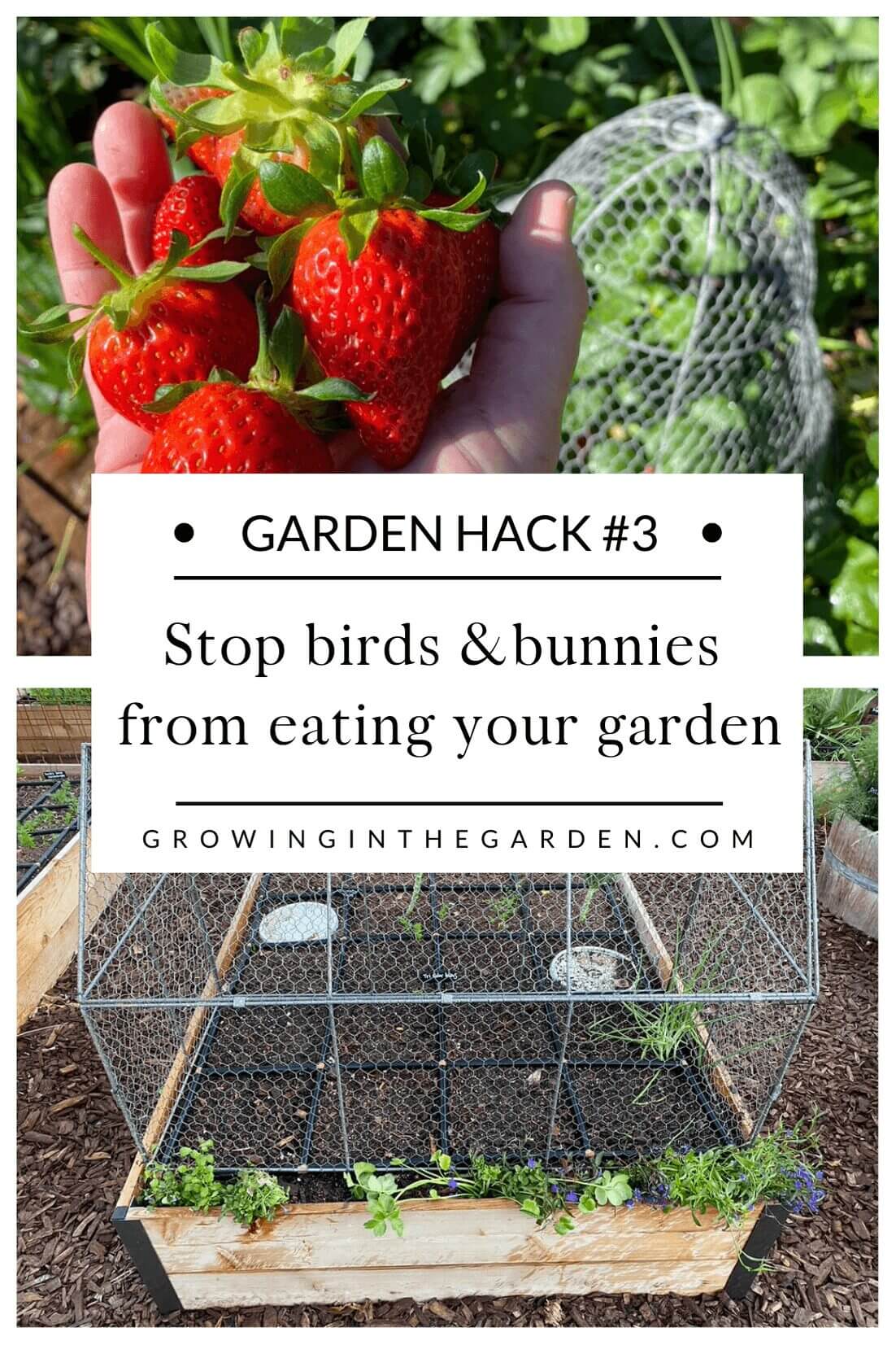 Pest Control Hack #3: How to keep birds and bunnies from eating your garden plants and produce