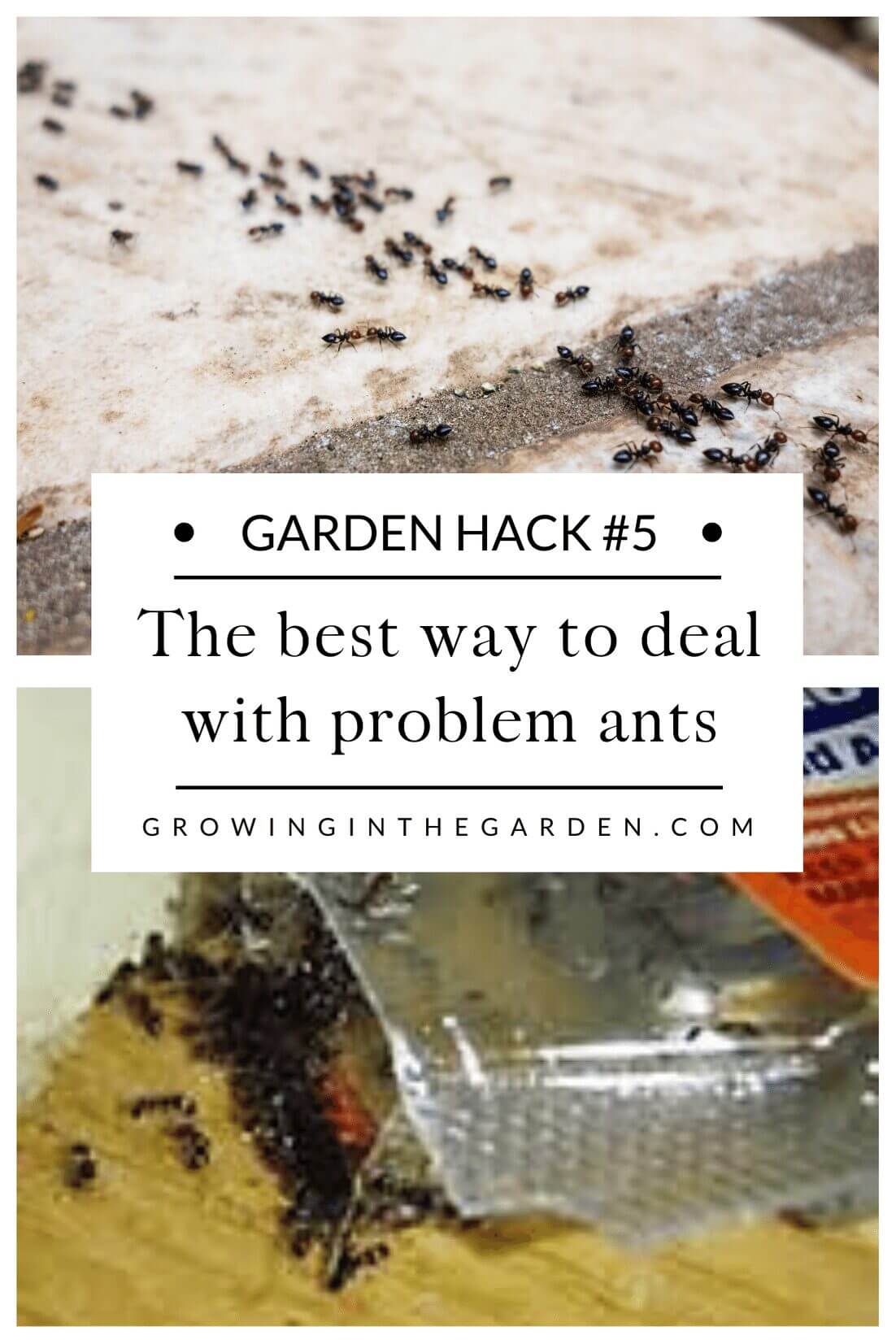 Pest Control Hack #5: The best way to deal with problem ants