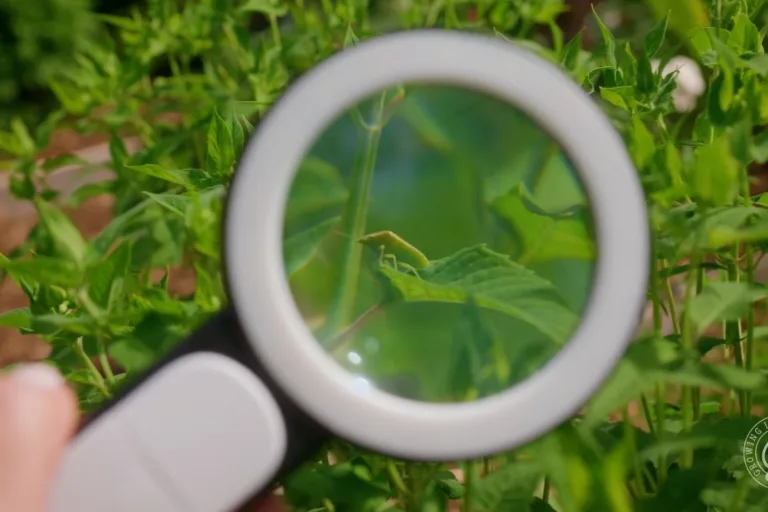 Garden Hacks: 10 Simple Pest Control Tips featured image