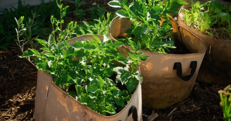 Green plants growing in fabric grow bags placed on soil in a garden with sunlight shining on them.