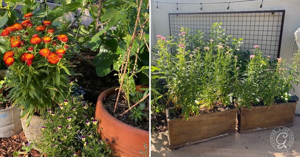 Growing Strawflowers in Containers