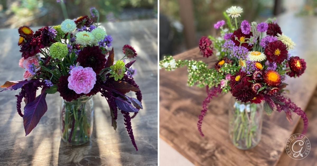 Harvest Strawflowers at the Right Time