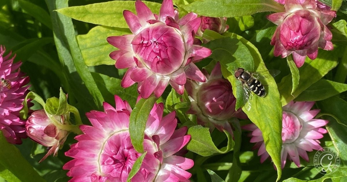 How to Grow Strawflowers (Everlasting Flowers)_ 5 Tips for Success (2)