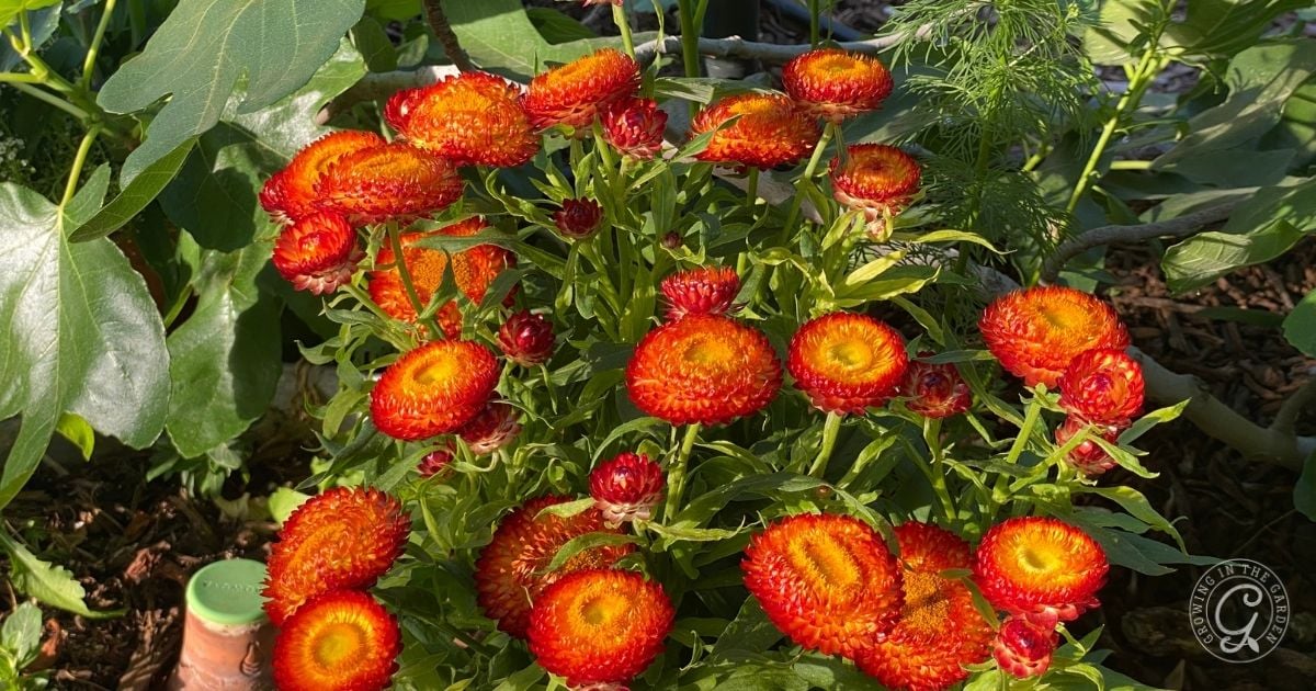 A cluster of vibrant orange and yellow everlasting flowers with papery petals grows among green foliage in a garden, illuminated by sunlight.