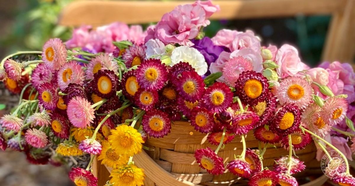 A wooden basket filled with vibrant pink, yellow, and purple everlasting flowers sits on a chair, with sunlight illuminating the colorful blossoms.