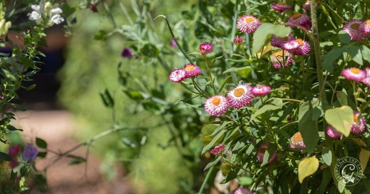 How to Grow Strawflowers (Everlasting Flowers)_ 5 Tips for Success
