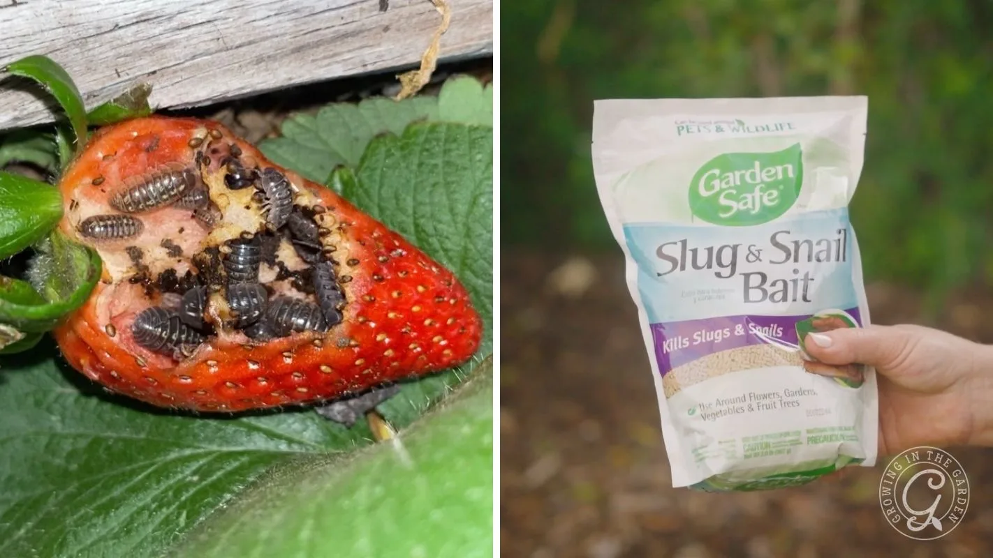 Left: pill bugs on a half-eaten strawberry; Right: hand holding Garden Safe Slug & Snail Bait bag.