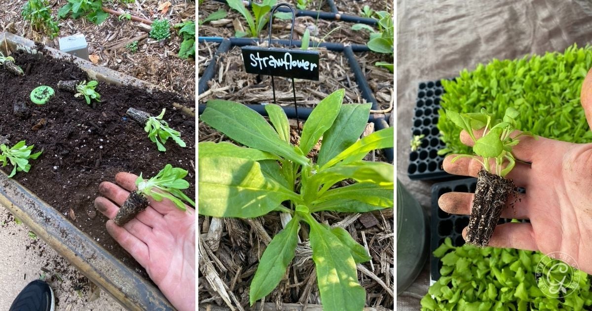 Plant Strawflowers at the Right Time