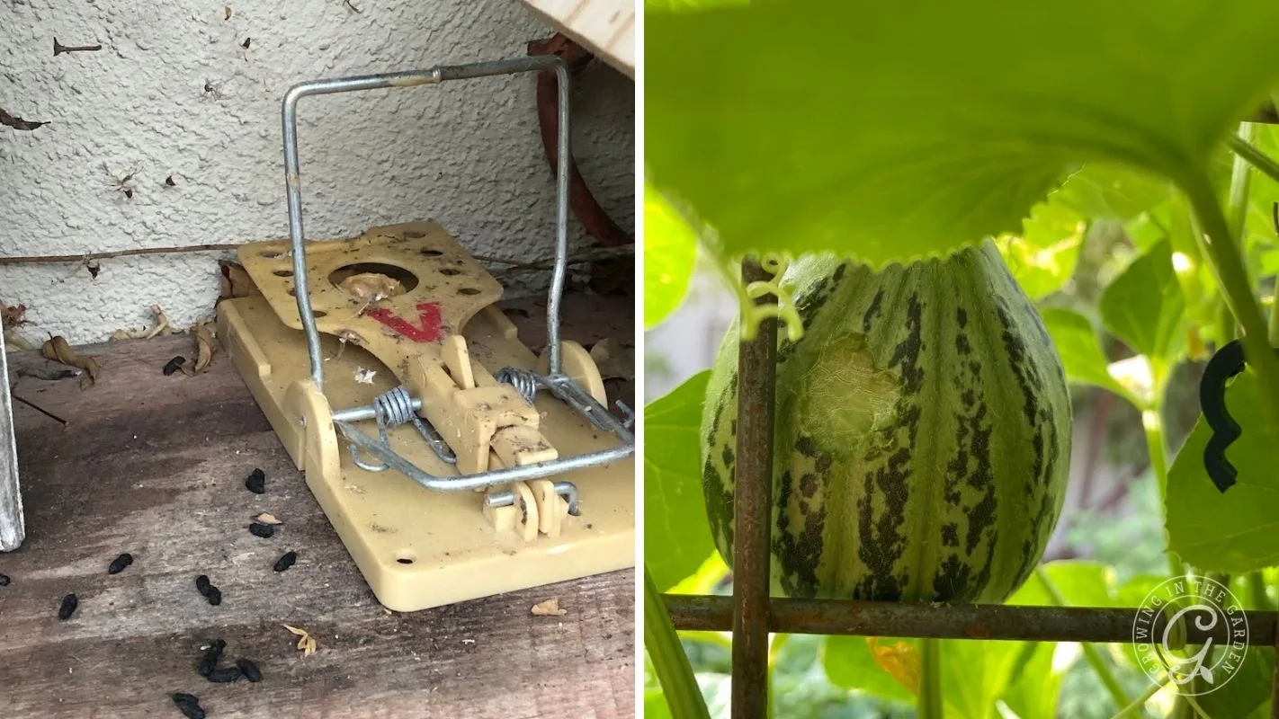 A mousetrap with droppings on the left; a striped gourd growing on a vine on the right.