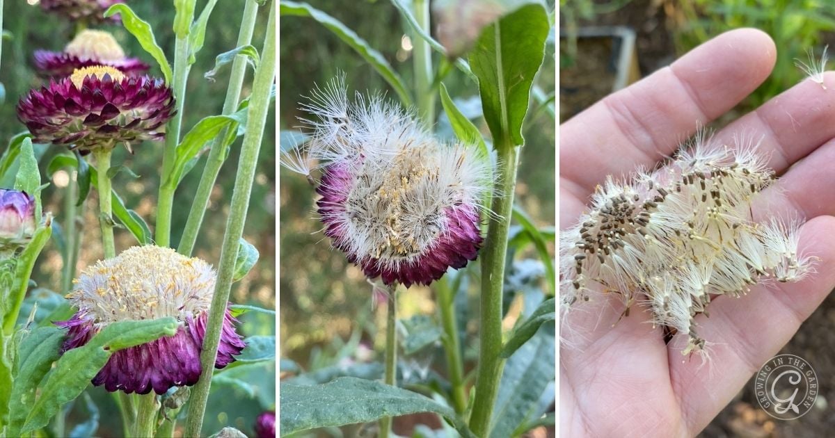 Save Seeds from Everlasting Flowers to Plant Next Season