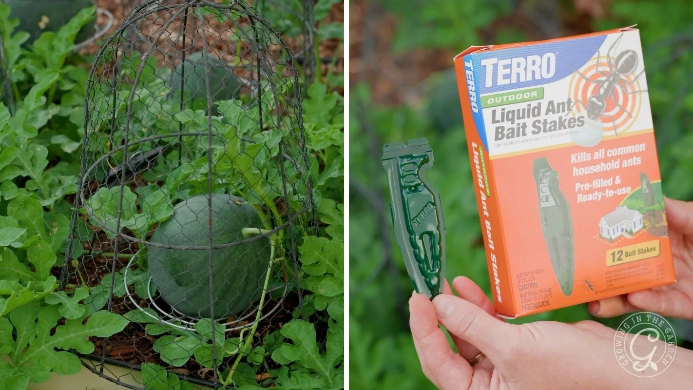 Watermelon in a garden with protective cage, and hands holding ant bait stakes box and a single bait stake.
