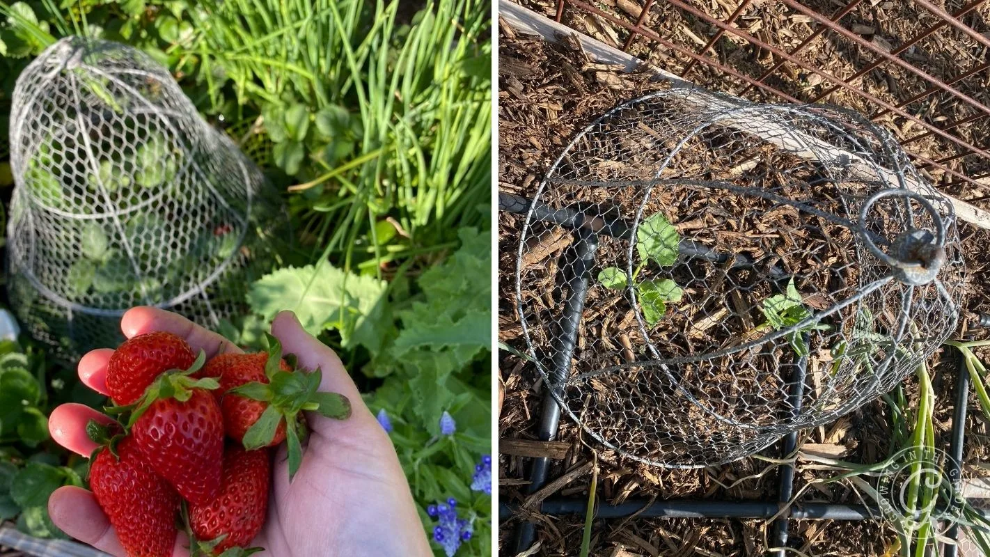 Hand holding strawberries; young plants grow under wire mesh domes in garden soil and mulch.