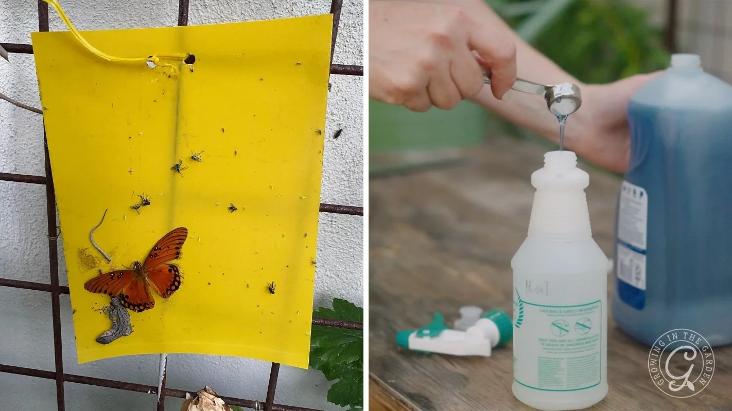 Left: Insects on a yellow sticky trap. Right: Person pours liquid from spoon into a spray bottle.