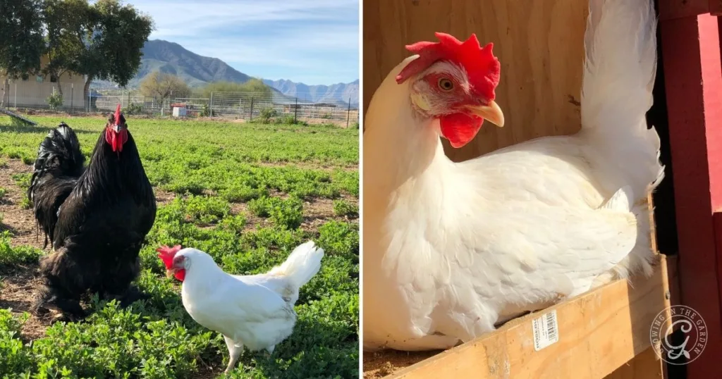 Left: Two chickens in a grassy field. Right: A white chicken sitting in a wooden nesting box with chicken supplies nearby.
