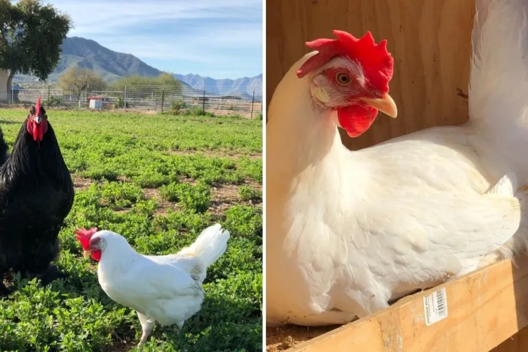 8 Essential Chicken Supplies for Raising Healthy Chickens featured image
