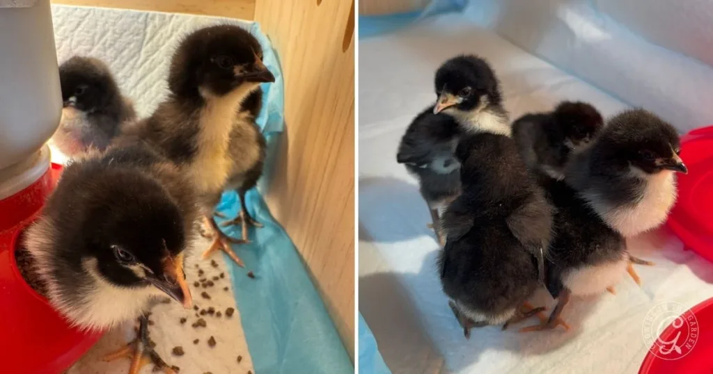 Four black and white chicks stand on a blue mat, gathered near essential chicken supplies like a feeder and a water container.