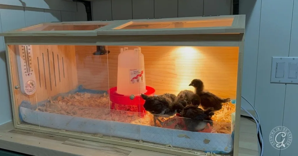 Six chicks stand under a heat lamp inside a wooden brooder box, surrounded by essential chicken supplies like a water dispenser and bedding.