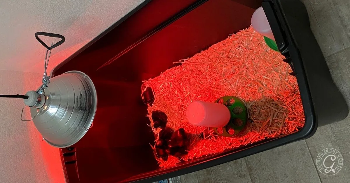 A plastic bin with chicks under a heat lamp, water dispenser, and feeder on straw bedding&mdash;an essential starter setup for raising chicks with all the chicken supplies they need.