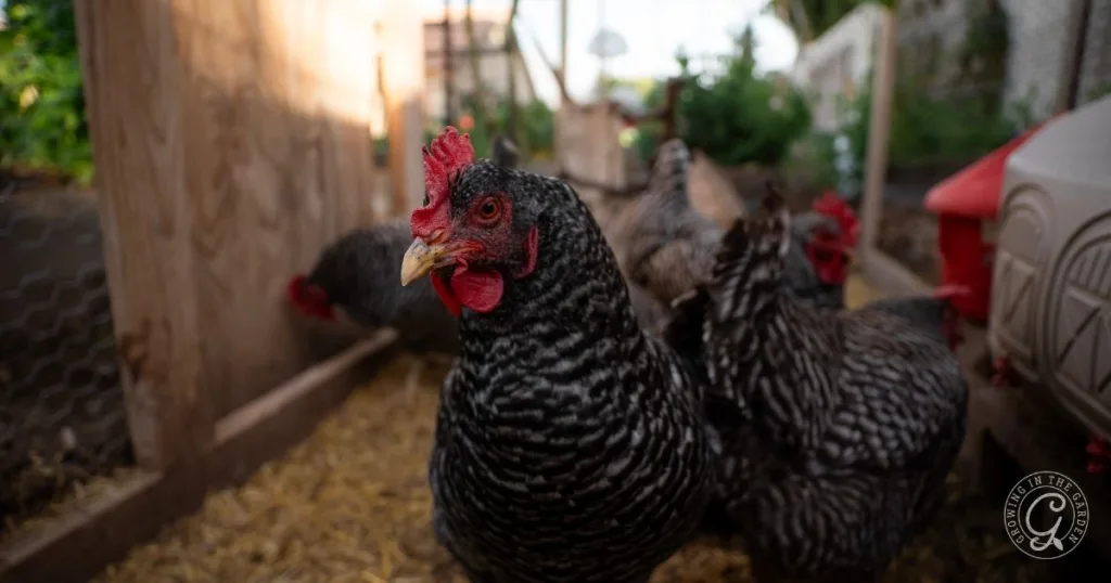 Close-up of black and white striped chickens standing in a coop with straw on the ground, surrounded by essential chicken supplies.