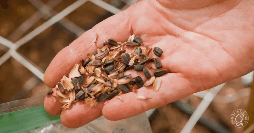 A hand holding a mix of small black seeds and brown husks over a blurred background, illustrating the first step in learning how to grow edible sunflower seeds.
