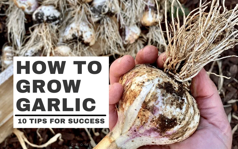 Master Gardener: Tips for successful garlic plants