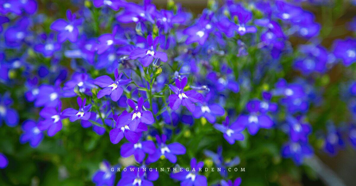 10 Cool-Season Flowers That Love Mild Winters