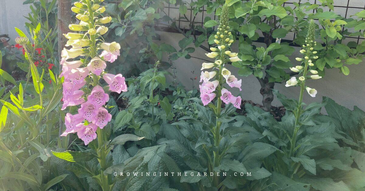 10 Cool-Season Flowers That Love Mild Winters
