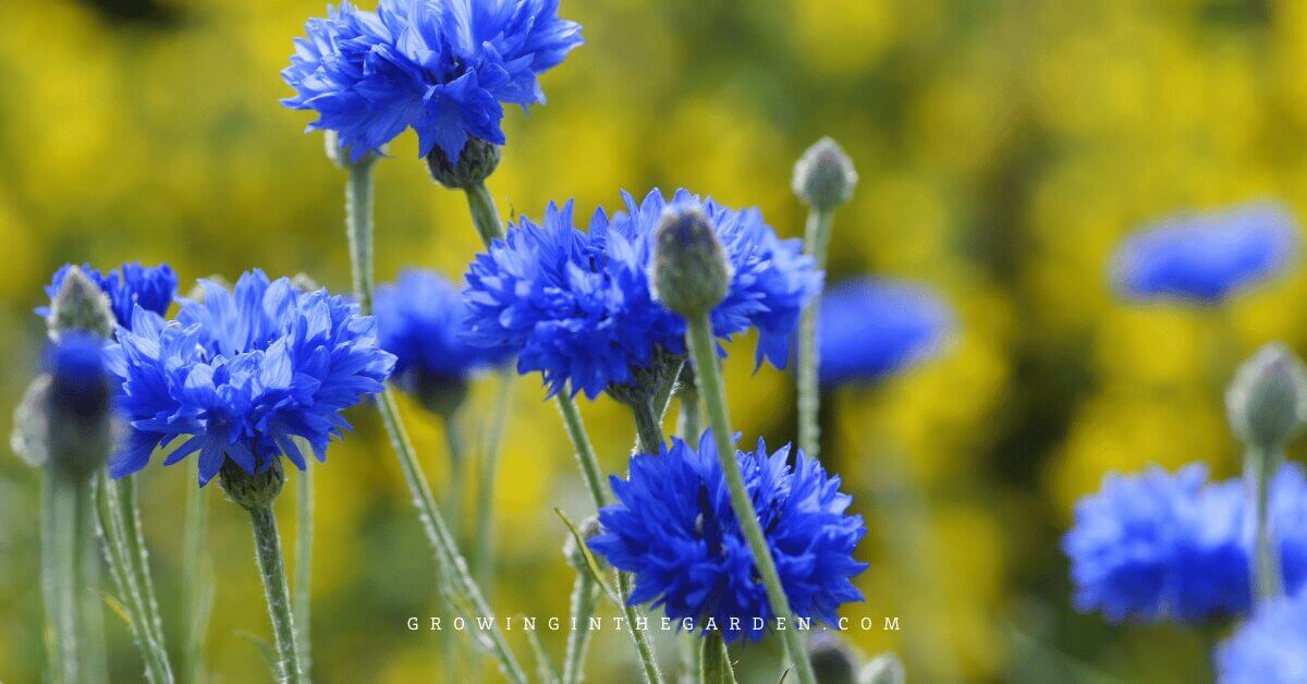 10 Cool-Season Flowers That Love Mild Winters