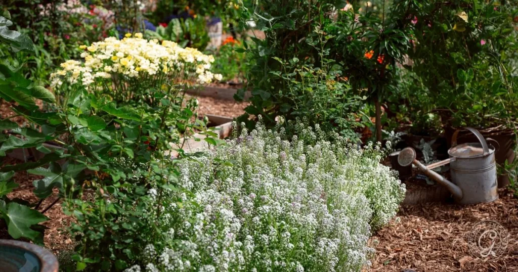 Flower and vegetable garden with white blooms, green plants, and a watering can on a mulched path—perfect for learning how to grow alyssum among your veggies.