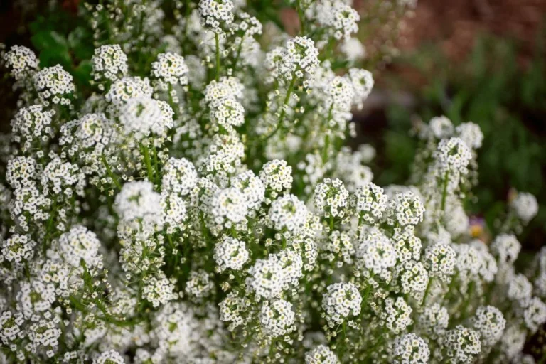 How to Grow Alyssum and Attract Pollinators featured image