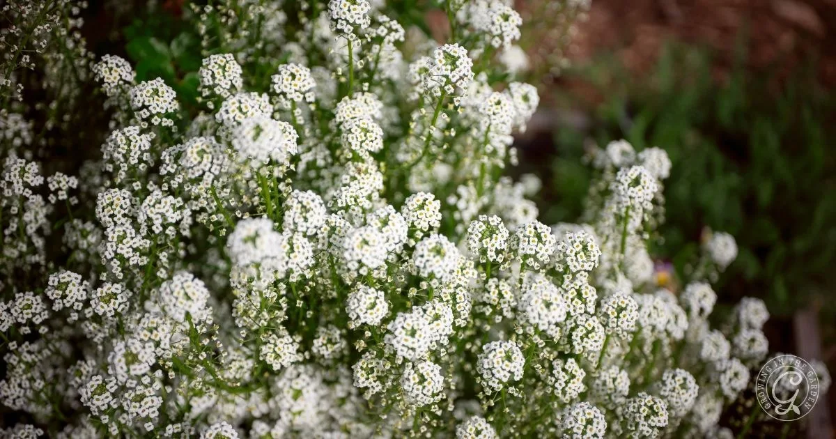 Clusters of small white flowers bloom densely in a garden setting with green foliage in the background, showcasing the beautiful results when you learn how to grow alyssum.