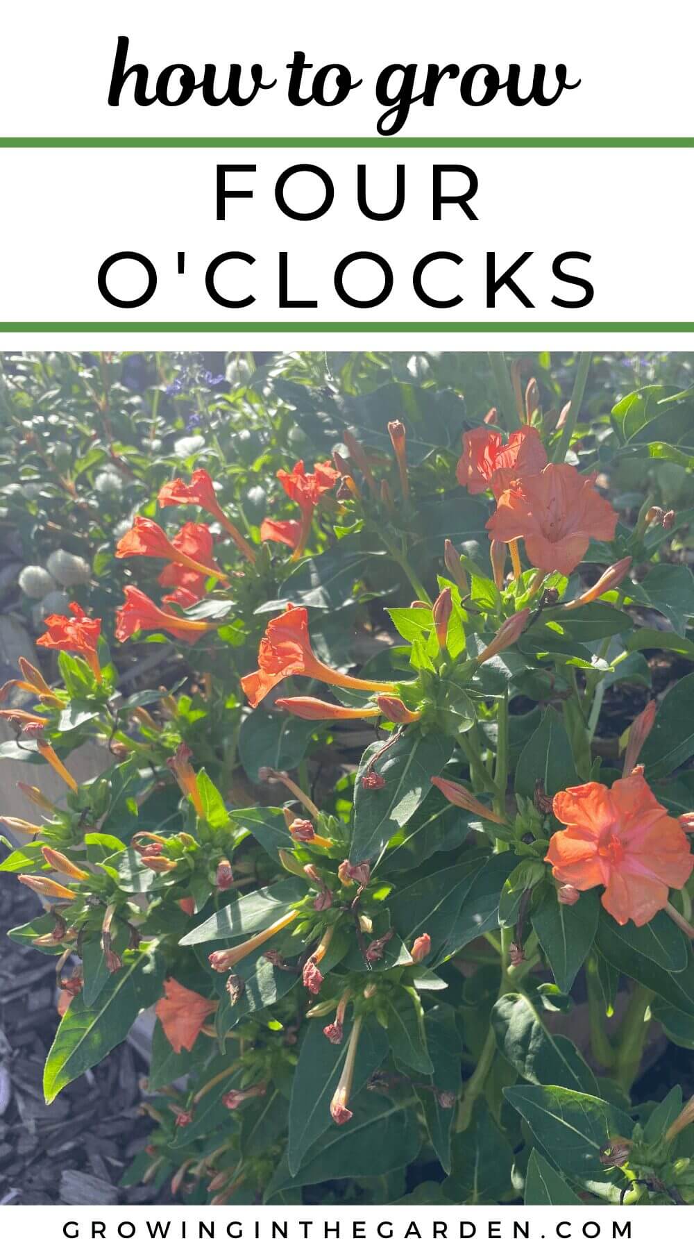 Orange four oclock flowers bask in the sunlight, nestled among lush green leaves. Text reads, Discover how to grow four oclocks at growinginthegarden.com.