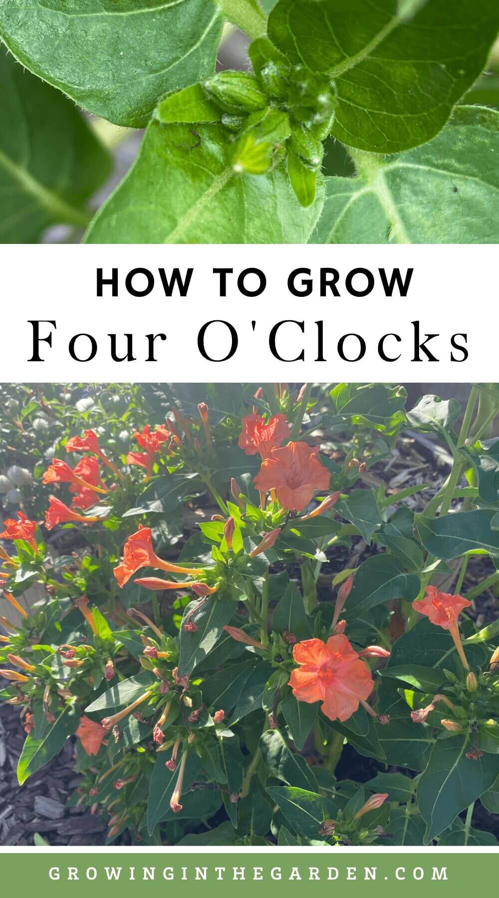 How to Grow Four O'Clocks 5 Tips for Growing Four O'Clocks